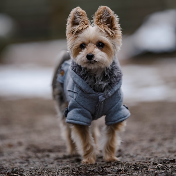 A cozy small dog wearing a lightweight, breathable jacket on a sunny autumn walk.