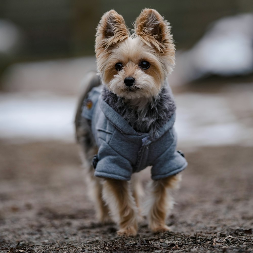 a small dog wearing a coat walking on a dirt road