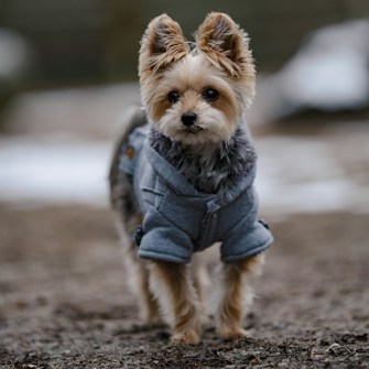 A small, fluffy dog wearing a cozy gray jacket is walking on a dirt path. The background is slightly blurred, giving a sense of depth and highlighting the dog as the main subject.