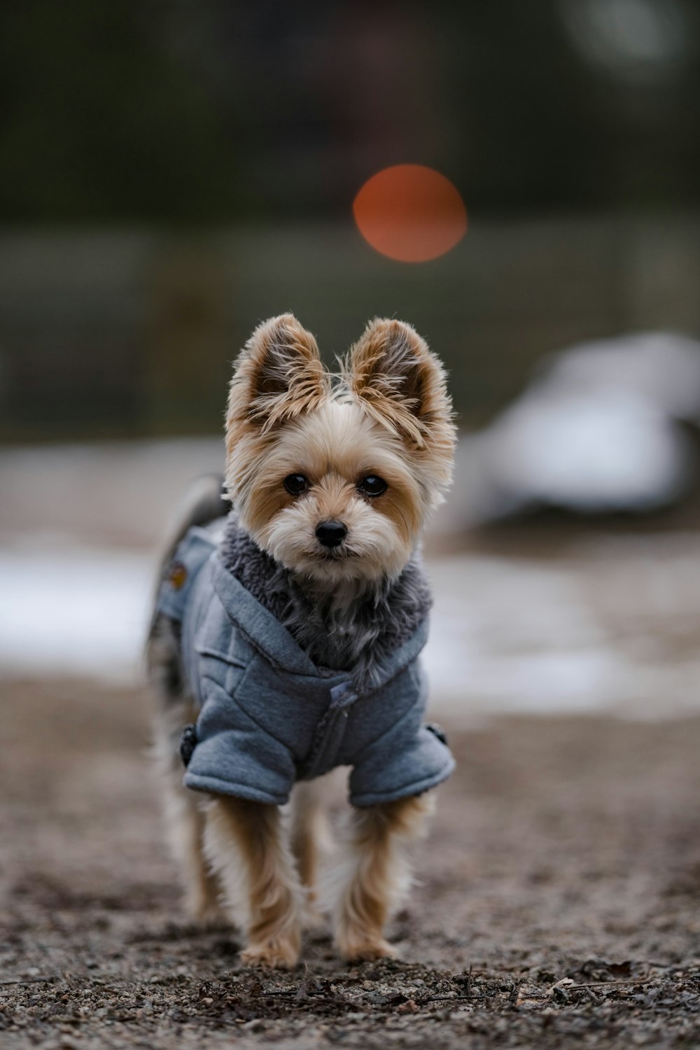 a small dog wearing a coat walking on a dirt road