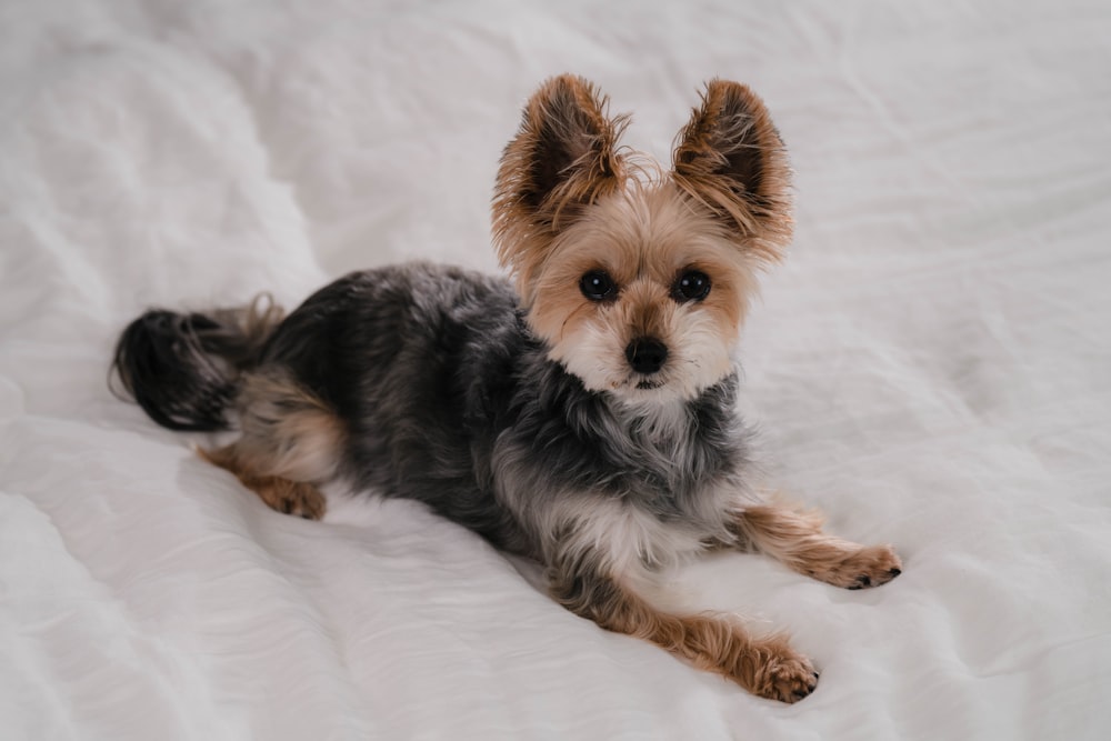 Ein kleiner Hund liegt auf einem weißen Bett