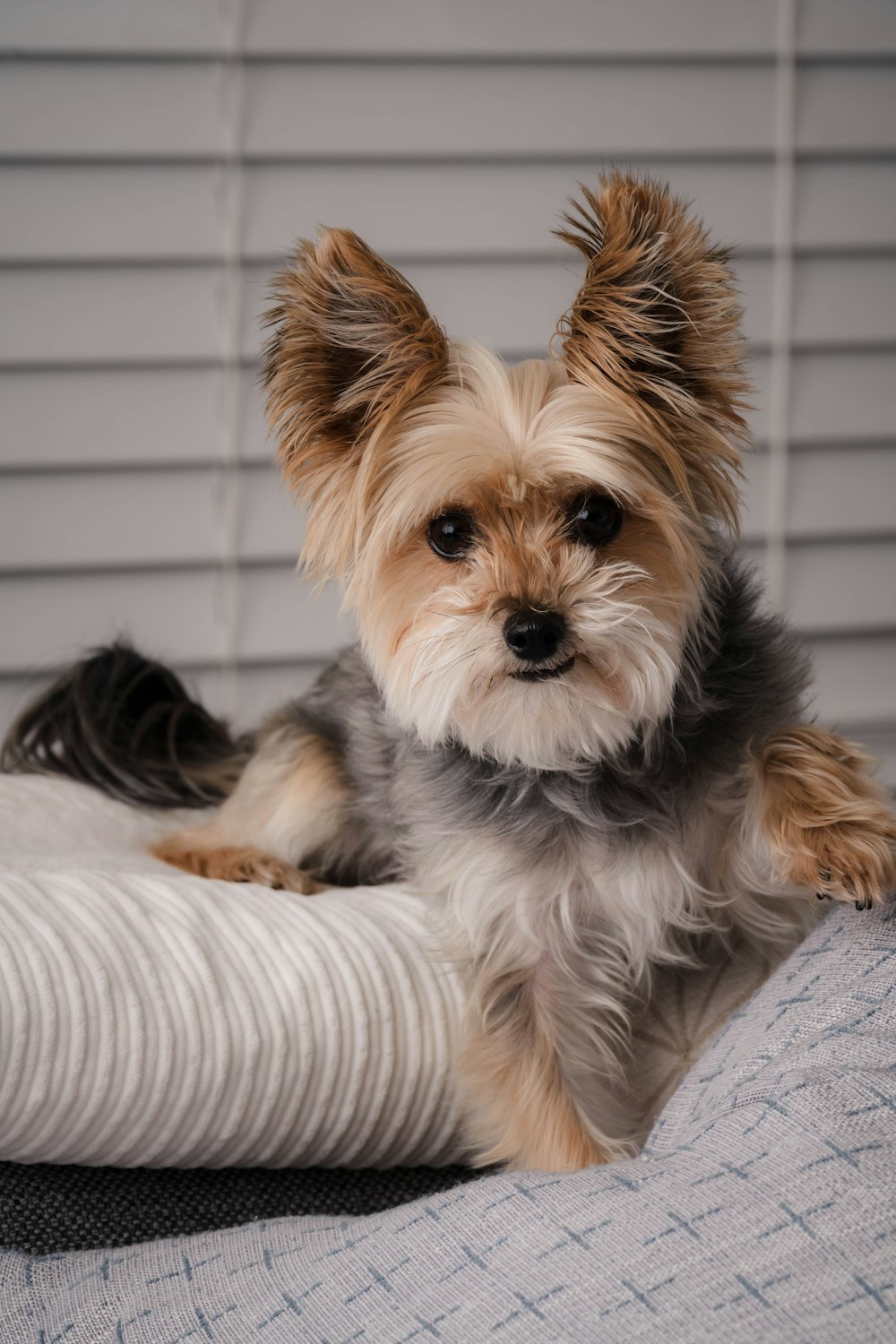 a small dog sitting on top of a bed