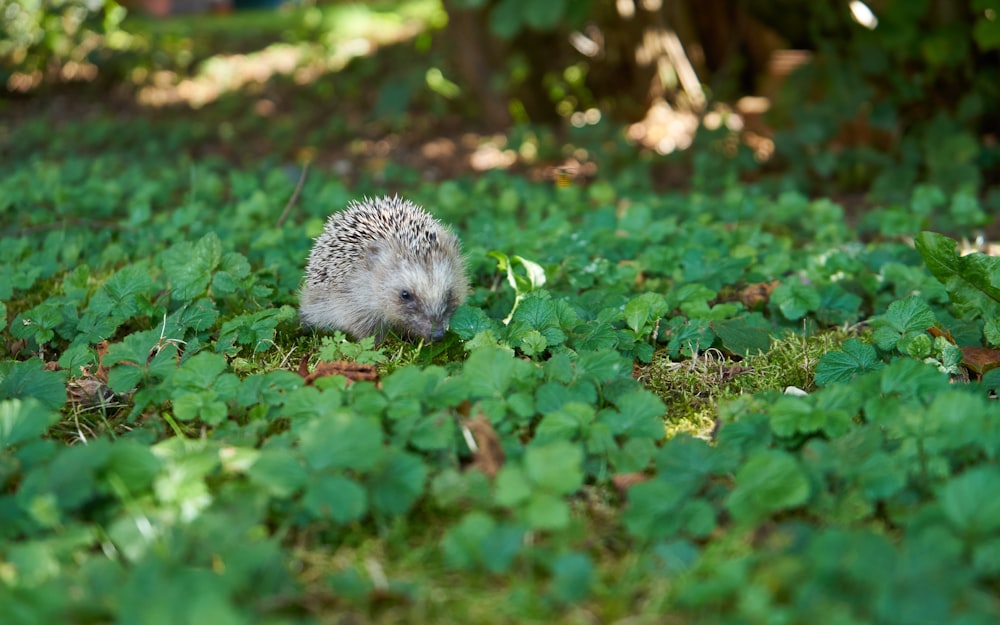 a small hedgehog walking through a lush green field