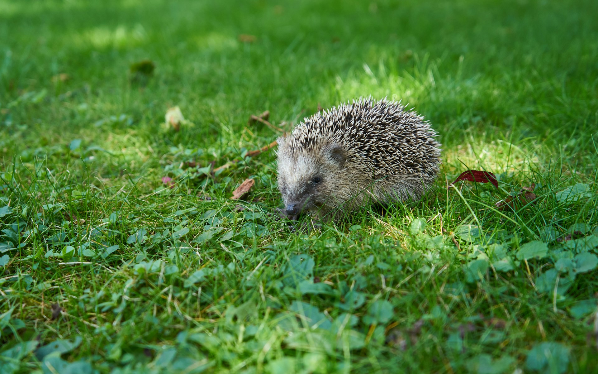 a hedgehog is sitting in the grass