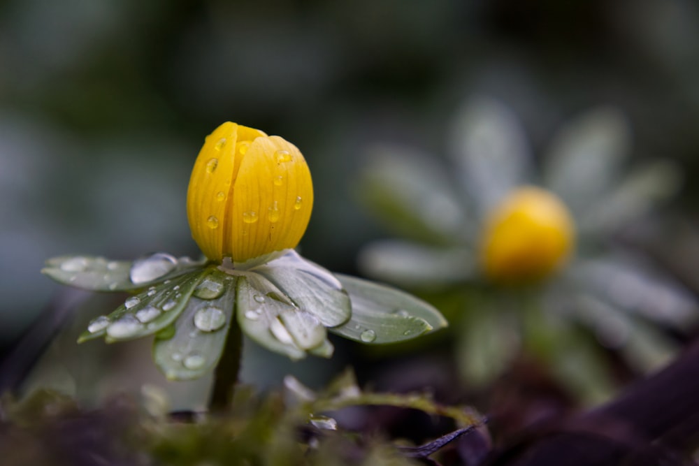 a yellow flower with water droplets on it