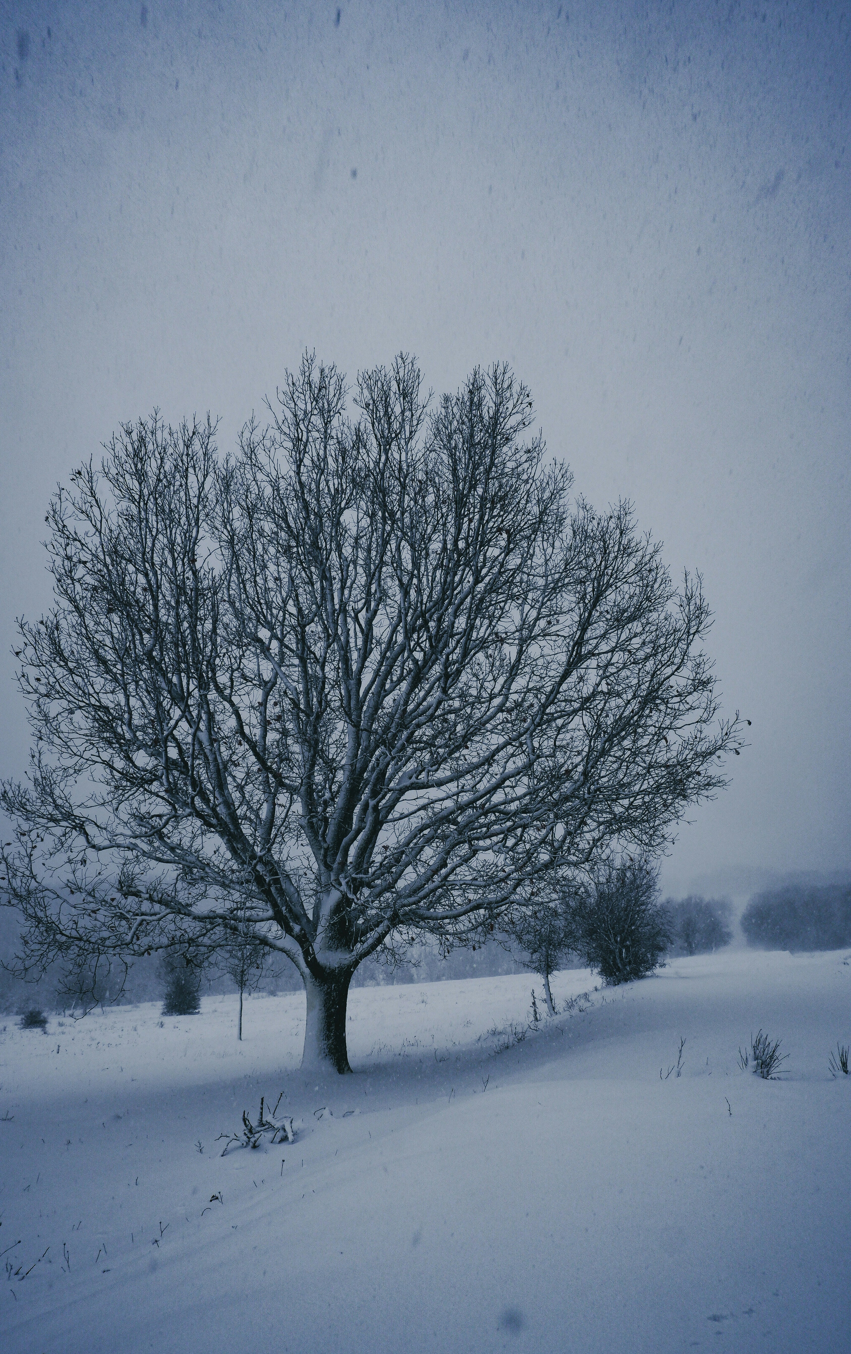 Photo by burakdonertas