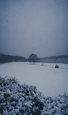 A minimalist photo of a lone tree standing in a snowy field.