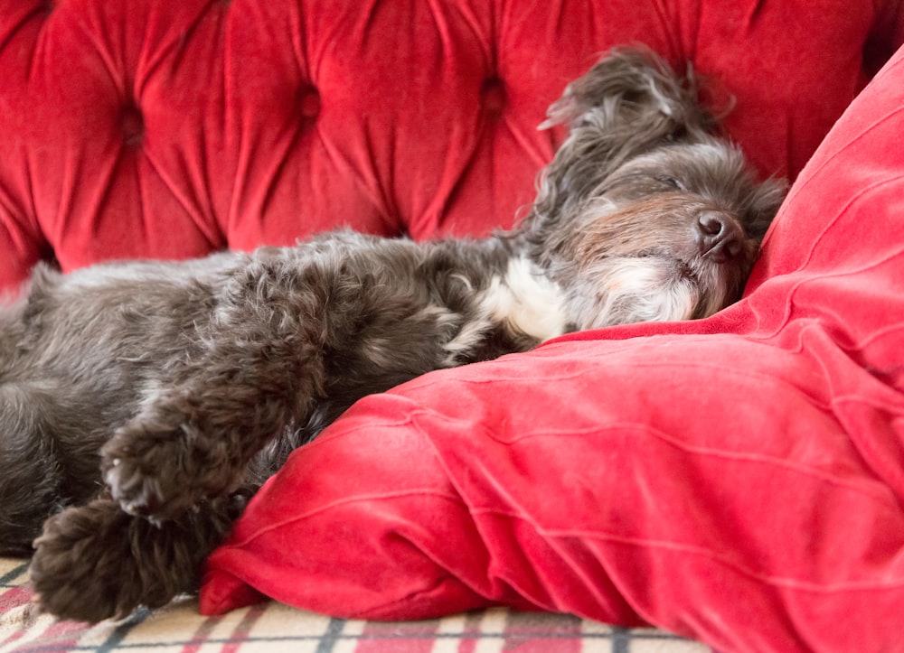 a dog is sleeping on a red couch
