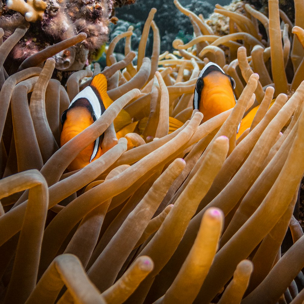 a clown fish hiding in an anemone