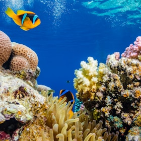 A vibrant underwater scene featuring a clownfish swimming near colorful coral reefs. The background is a deep blue sea, with sunlight filtering from above. Various corals in shades of pink, white, and brown, along with sea anemones, create a diverse marine landscape.
