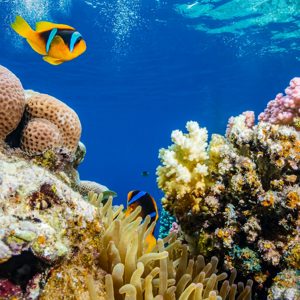 an underwater view of a coral reef with a yellow and blue fish