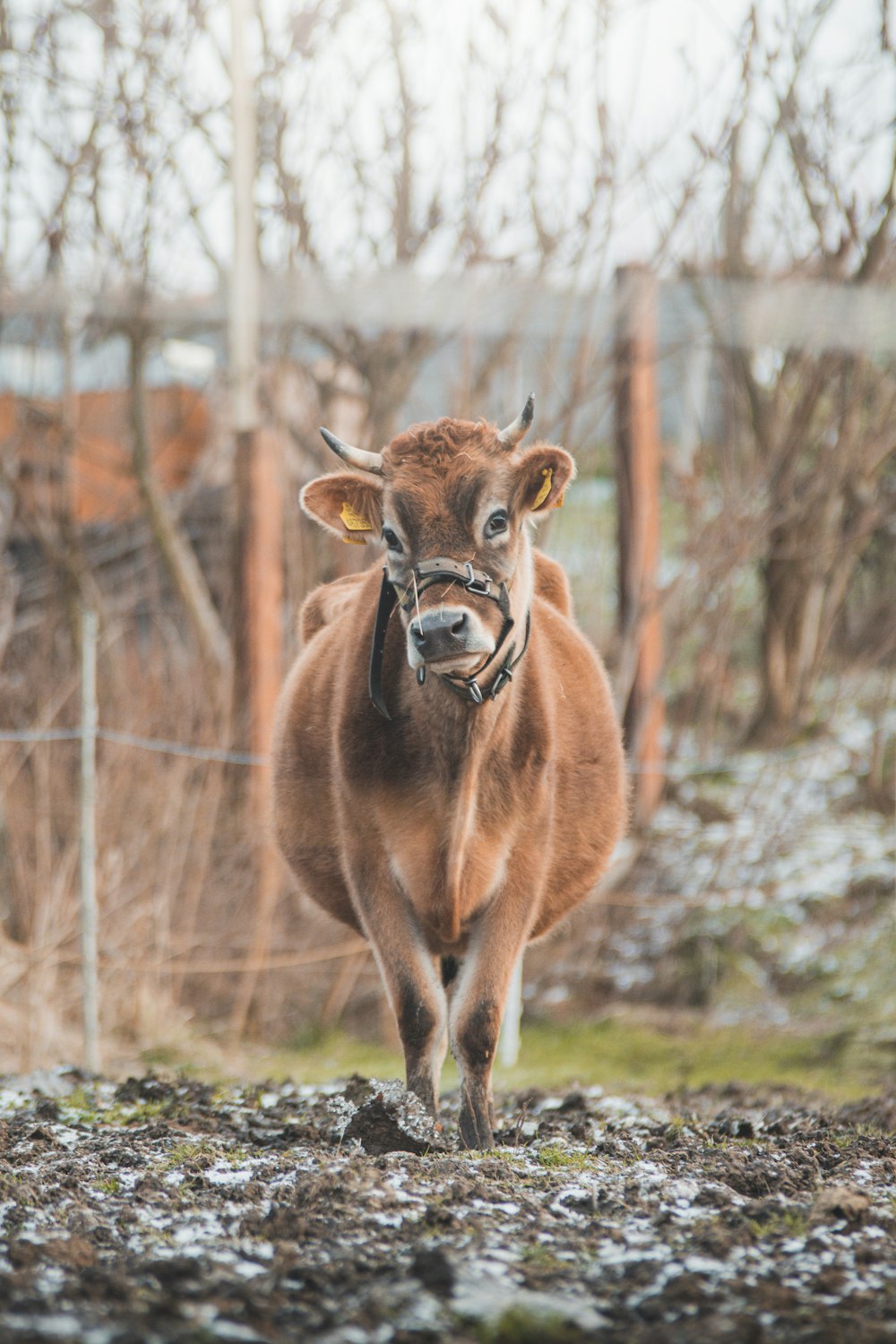 a brown cow standing on top of a dirt field