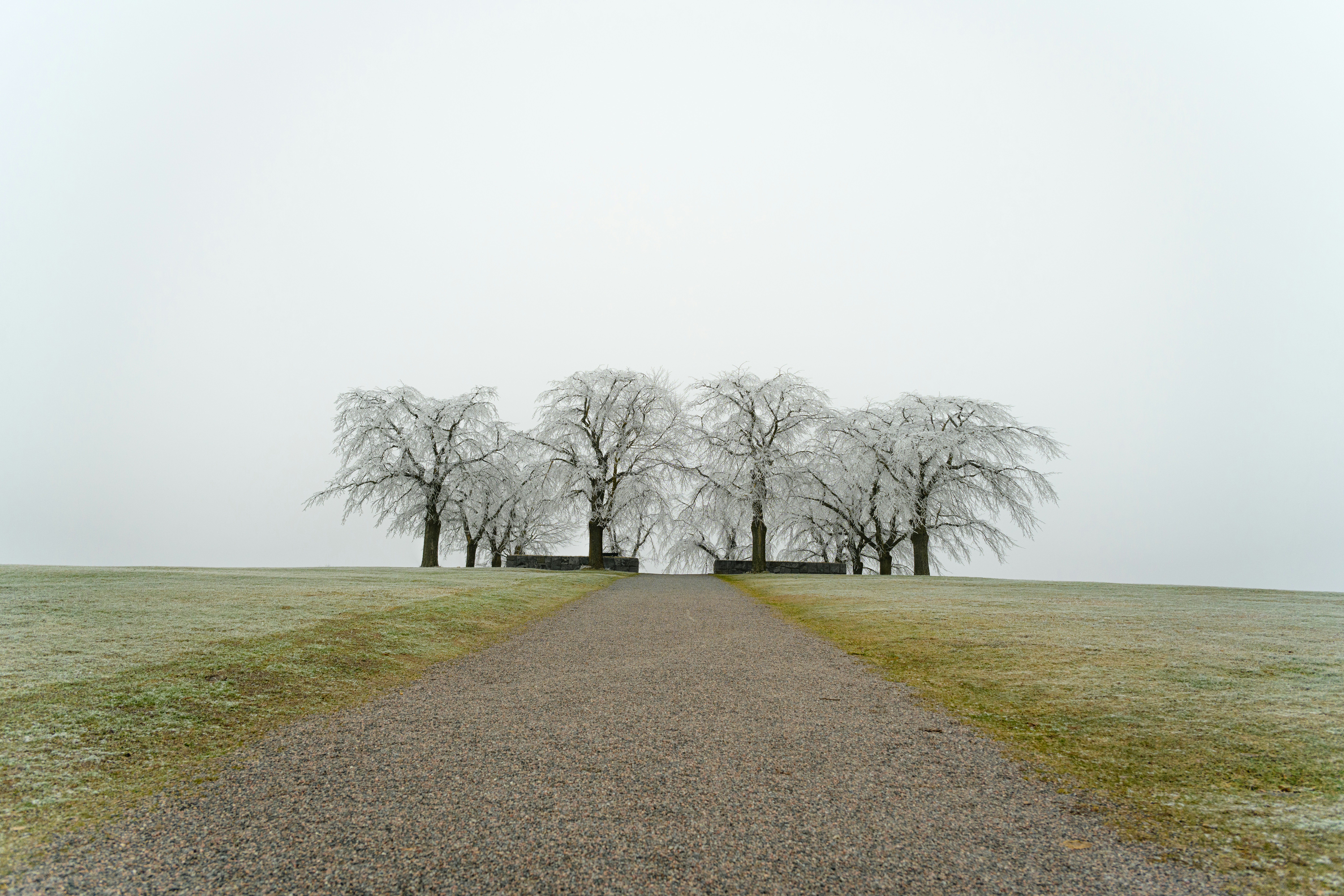 eine unbefestigte Straße, die zu einer Baumreihe führt