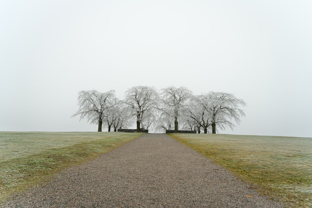 a dirt road leading to a row of trees