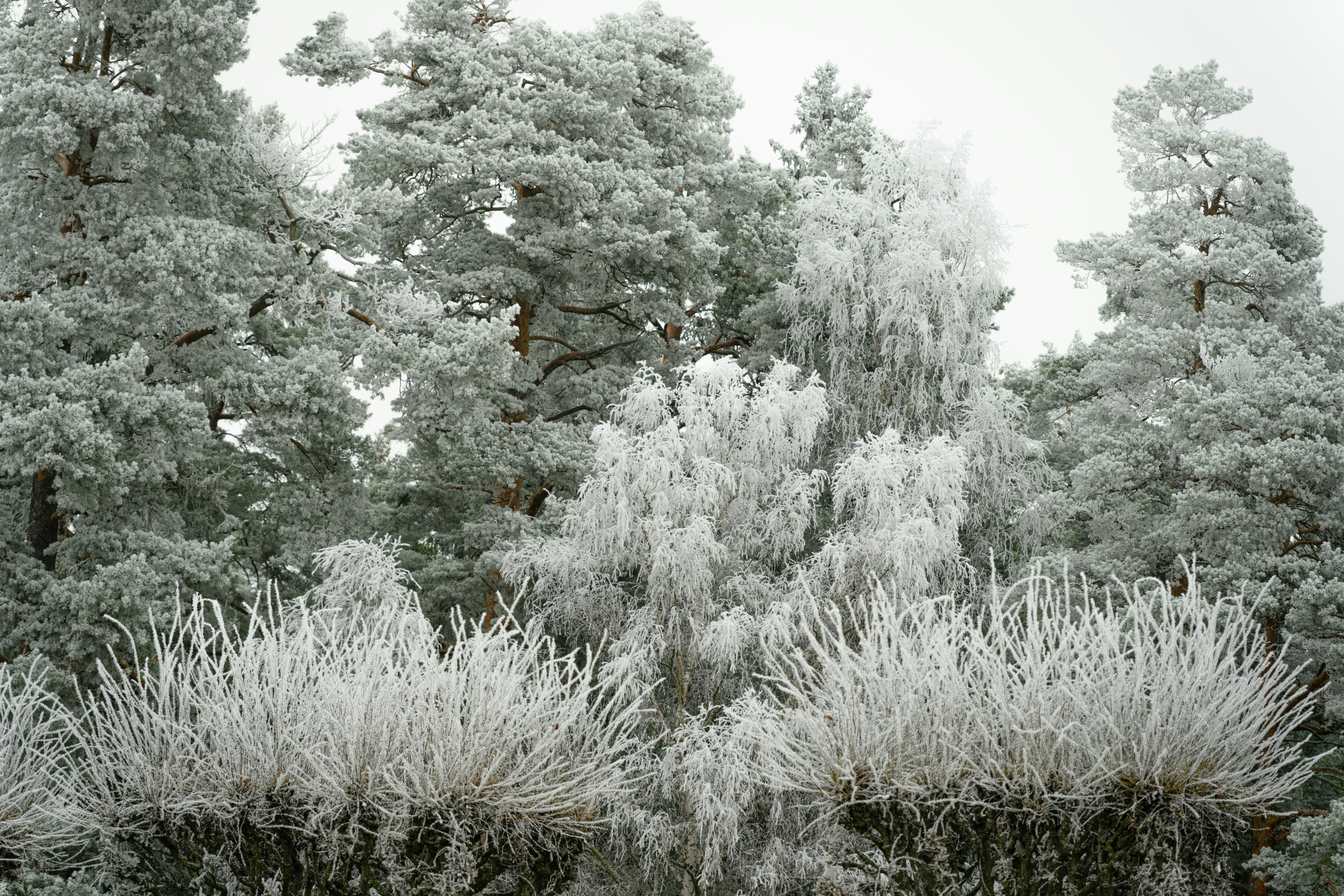 ein paar Bäume, die nebeneinander stehen