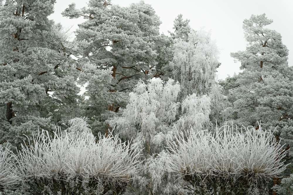 un paio di alberi che sono uno accanto all'altro