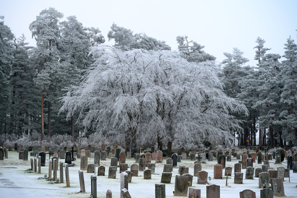 a cemetery with frosted trees and headstones
