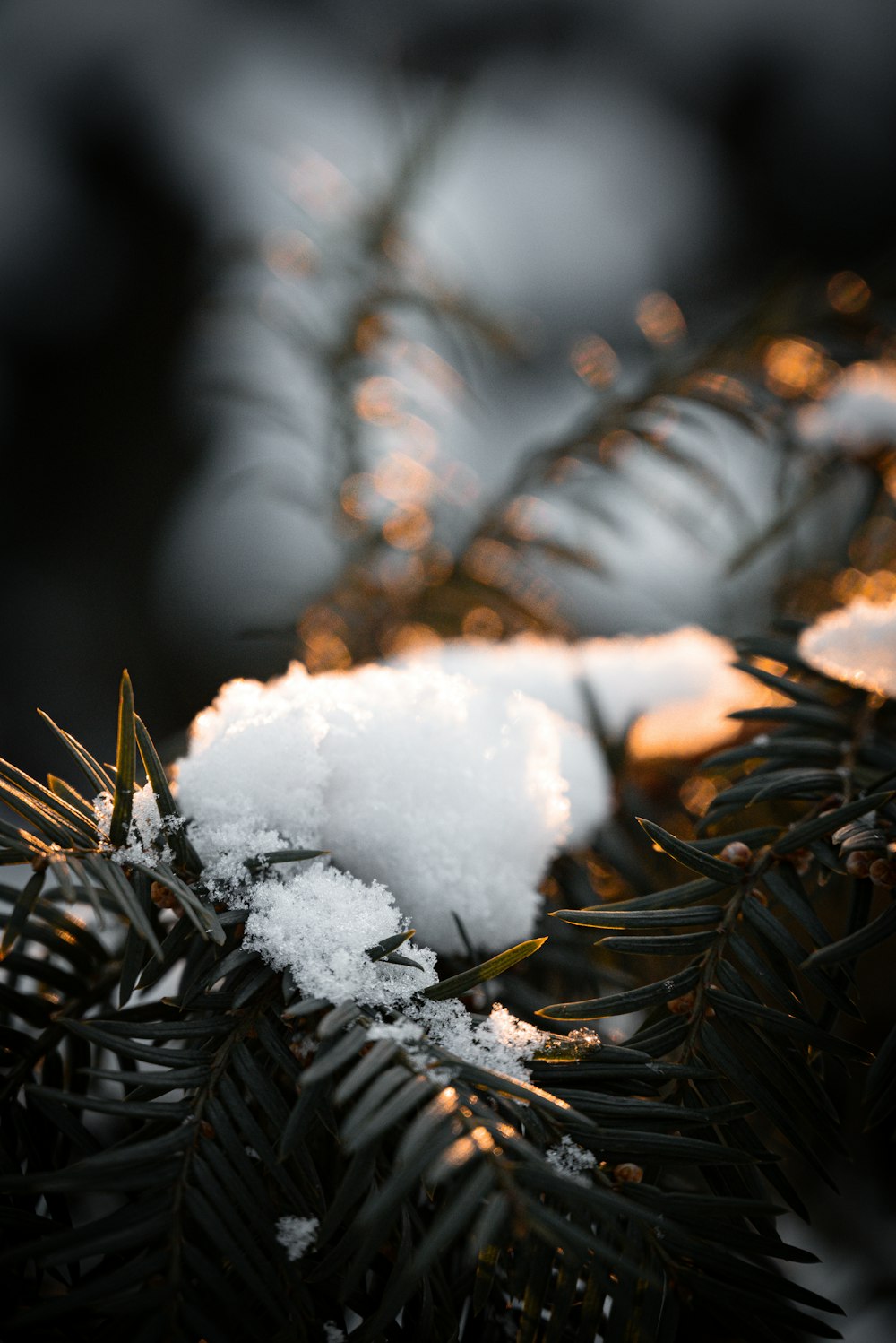 a close up of a pine tree with snow on it