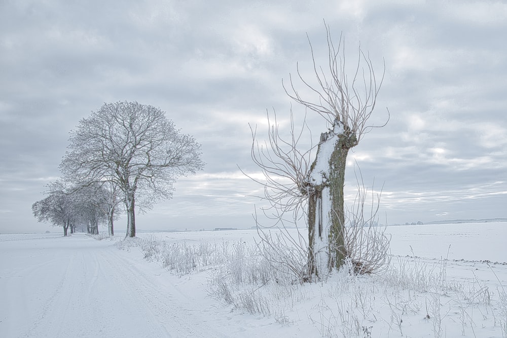 a snow covered field with trees and a dirt road