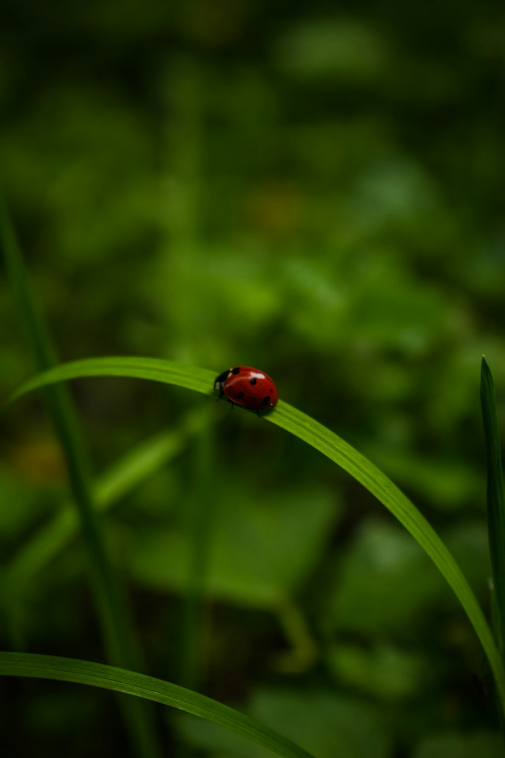 a lady bug sitting on top of a green plant