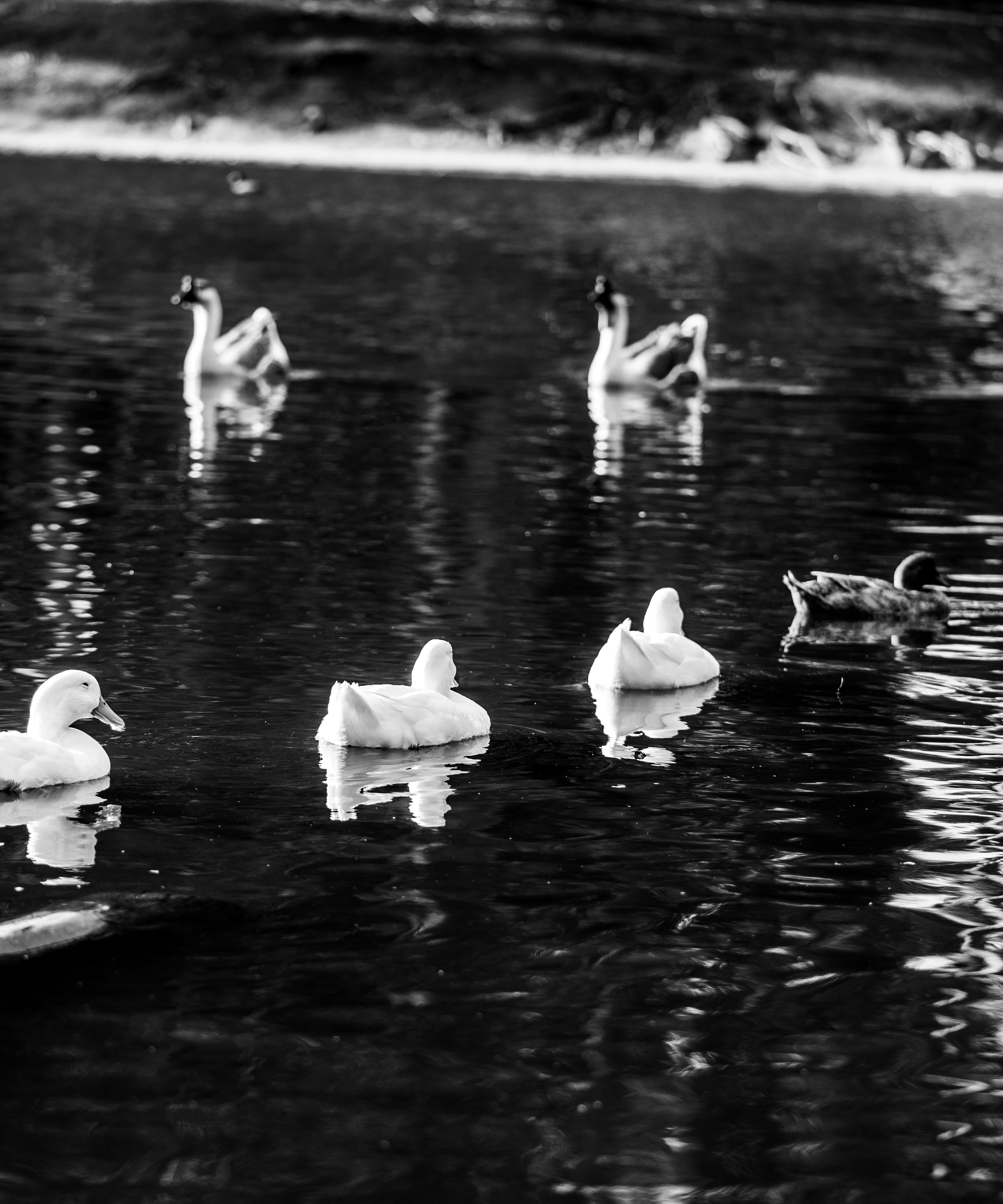 a group of ducks floating on top of a lake