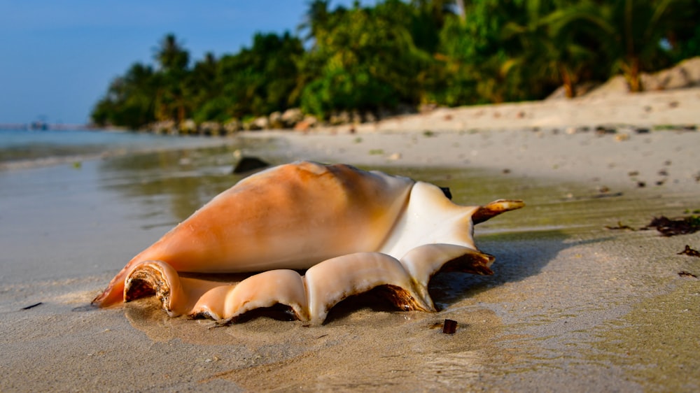 a sea shell on a sandy beach with palm trees in the background