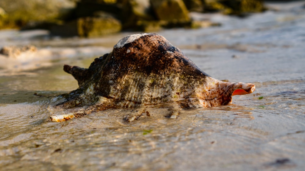 a dead animal laying on top of a sandy beach