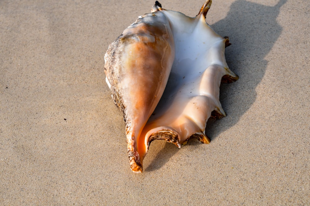 a sea shell laying on the sand at the beach