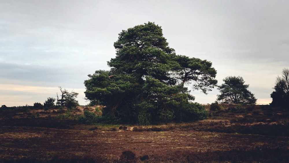 a large tree in the middle of a field