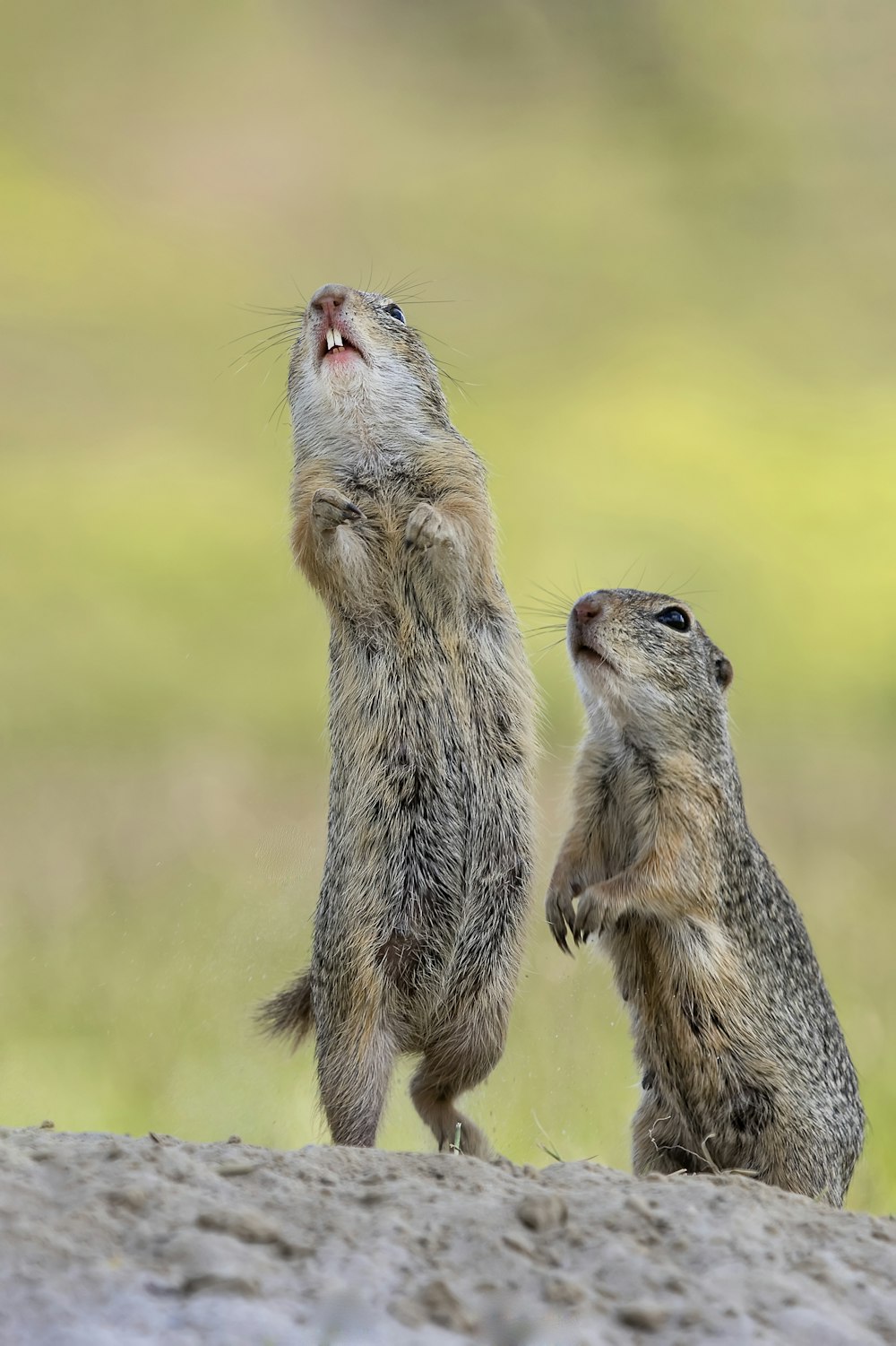 a couple of animals that are standing up