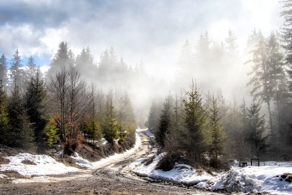 a dirt road surrounded by snow and trees