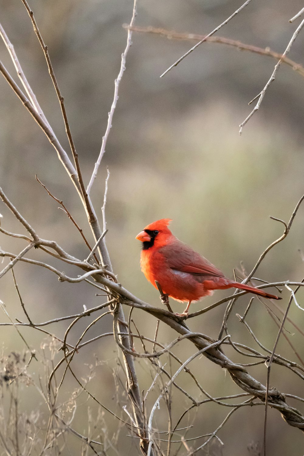 a red bird sitting on top of a tree branch