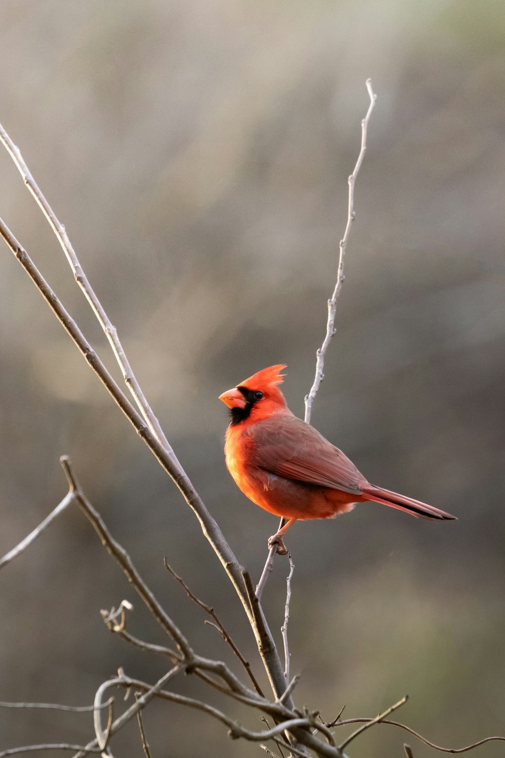 a small red bird perched on a tree branch