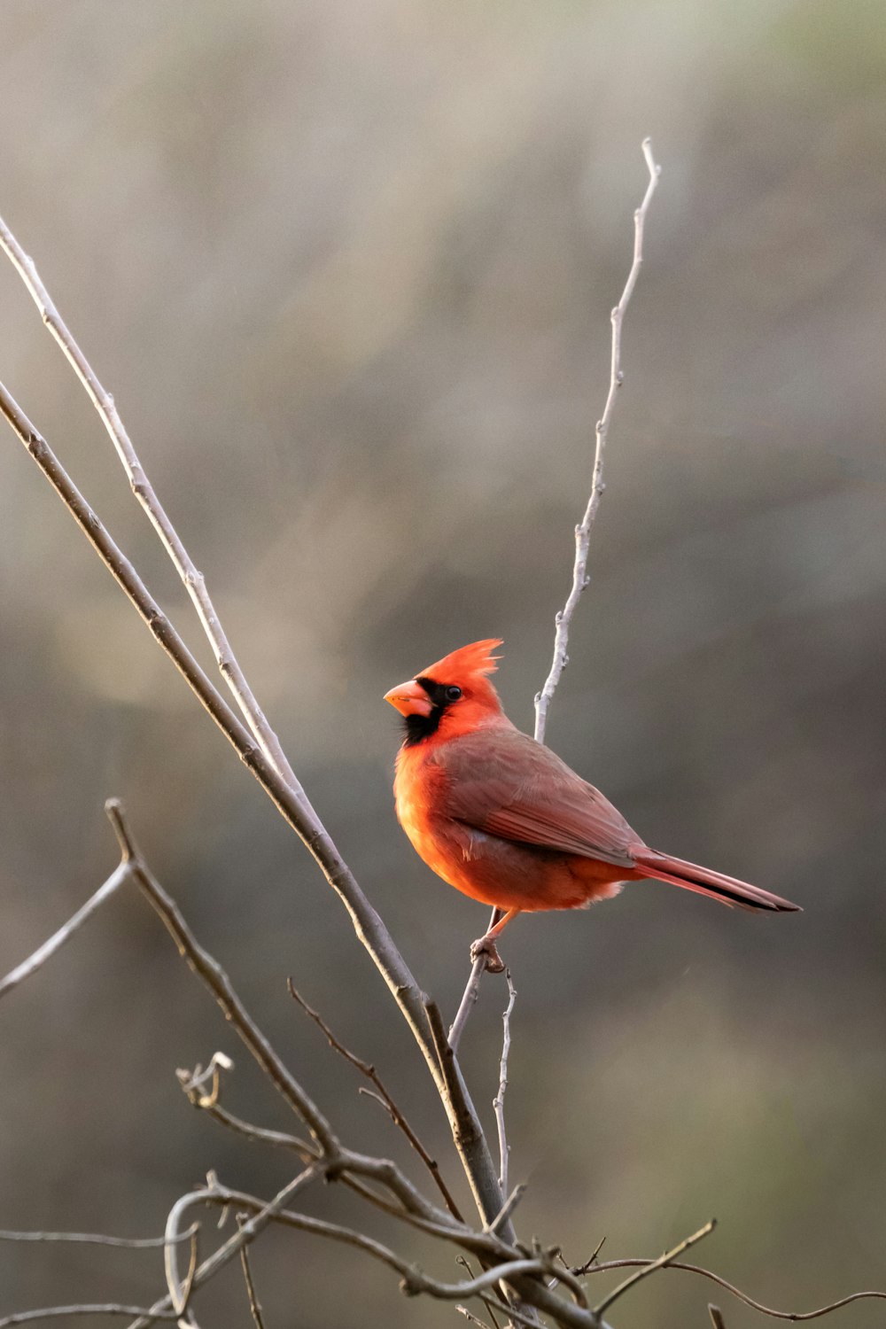 Ein kleiner roter Vogel sitzt auf einem Ast