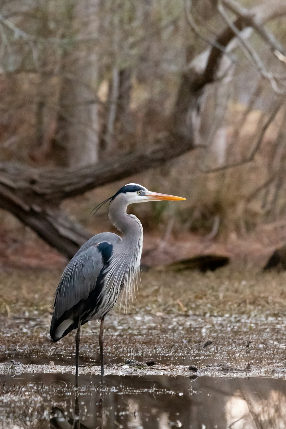 a bird with a long beak standing in the water