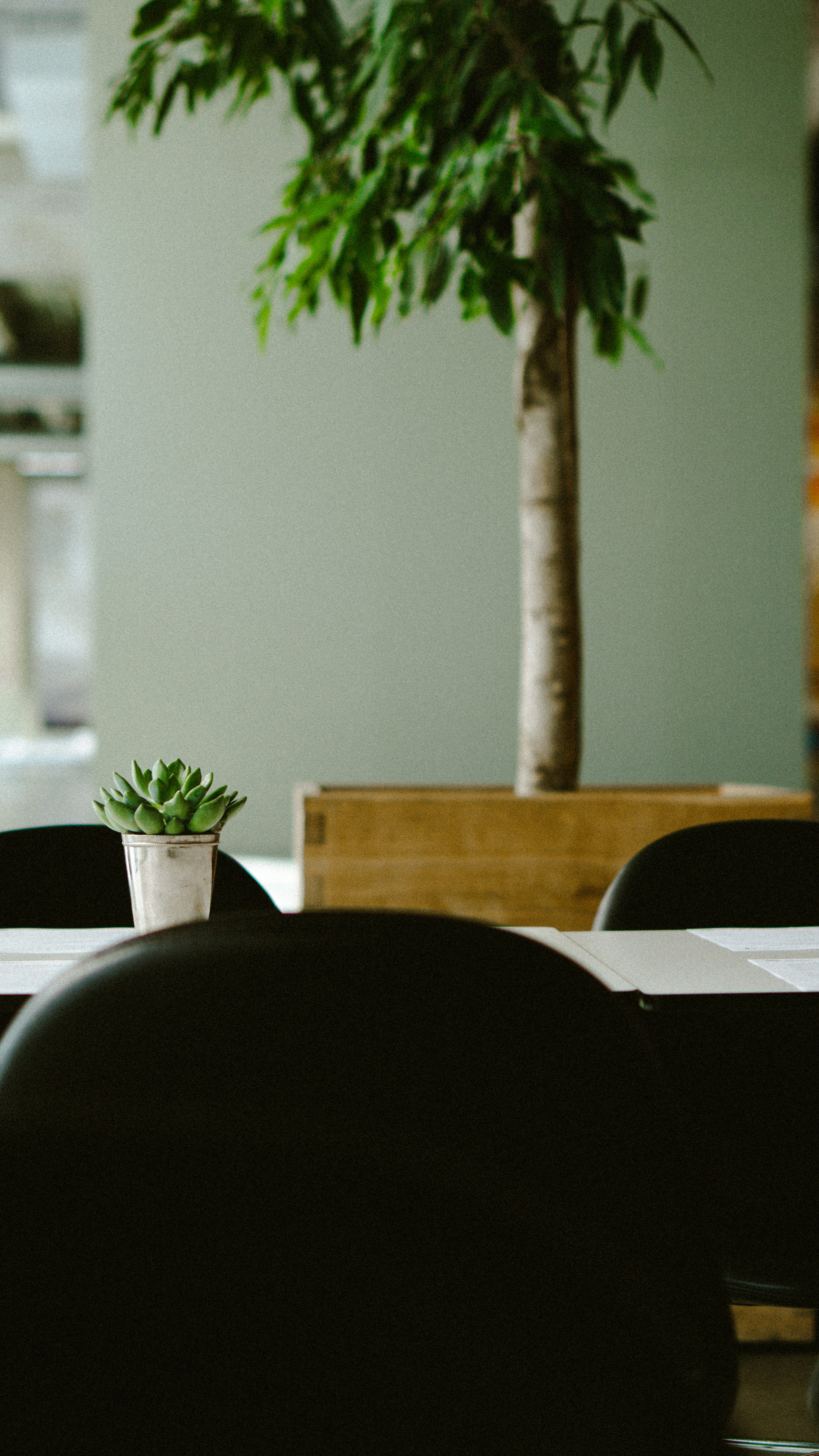 a potted plant sitting on top of a table