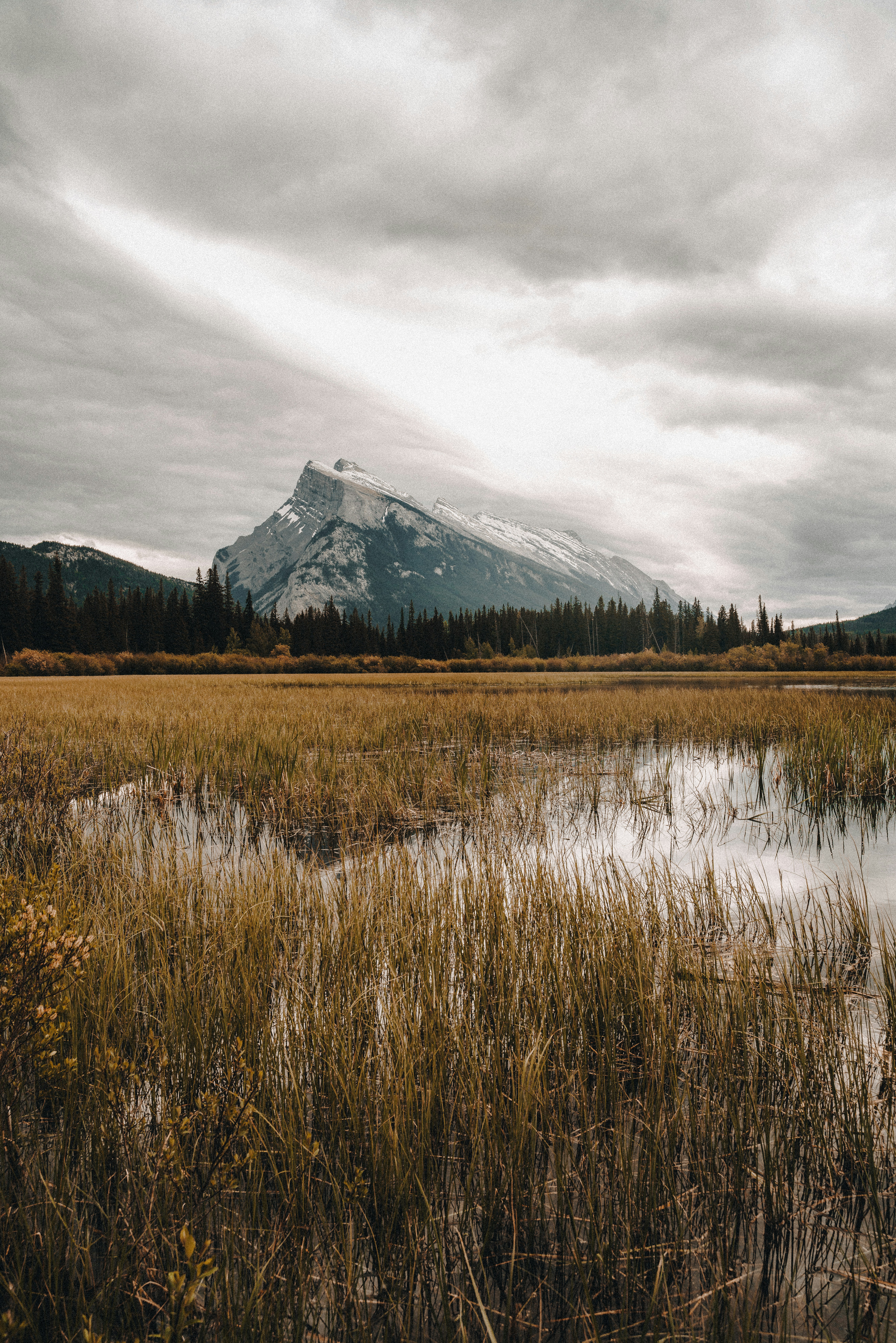 배경에 산이 있는 들판
