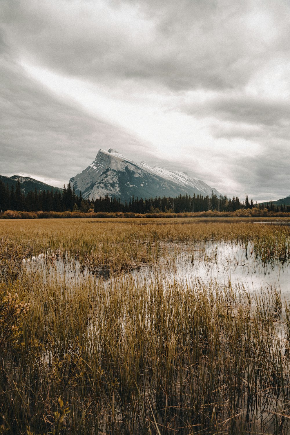 a field with a mountain in the background