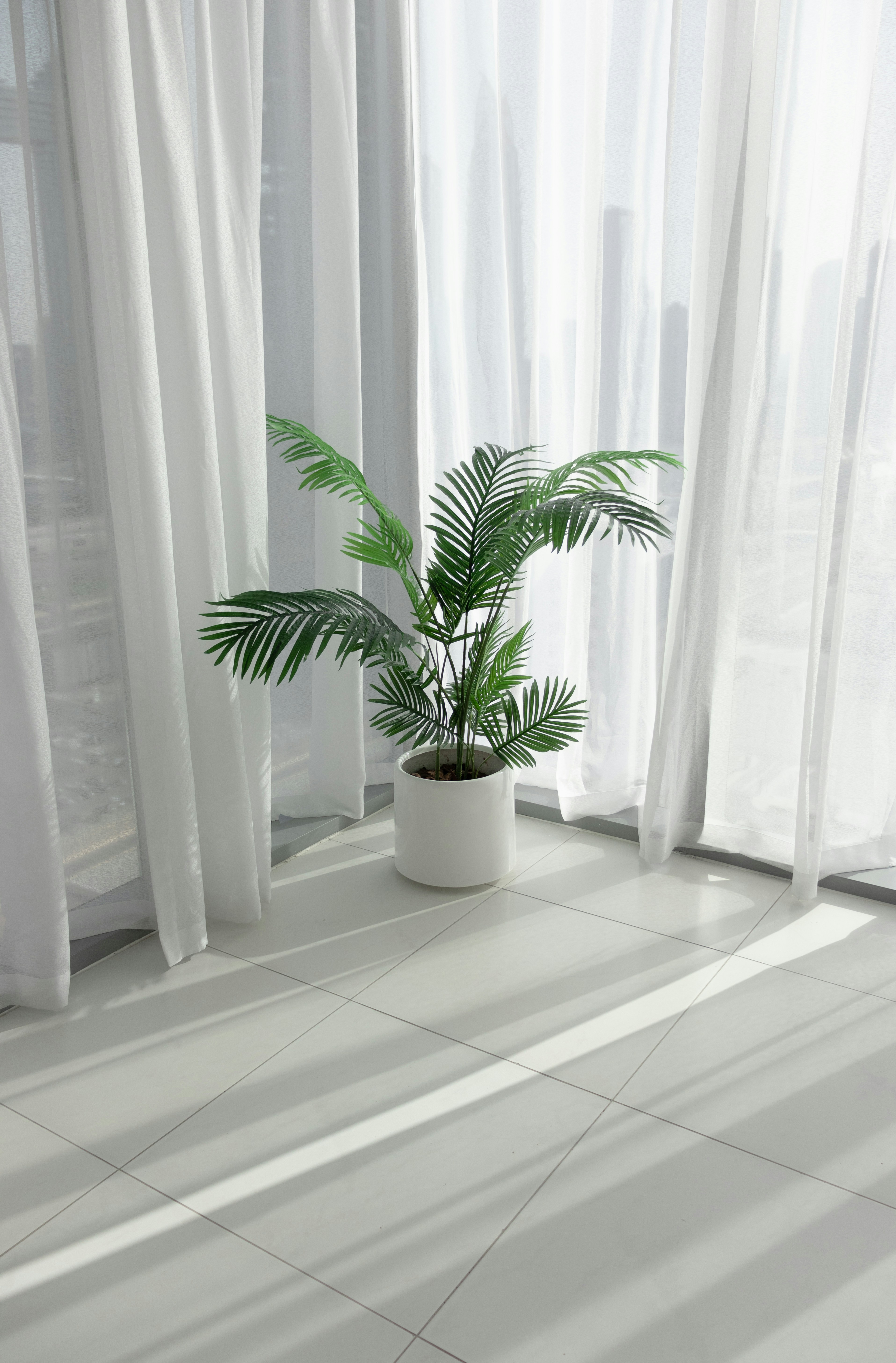 a potted plant sitting in front of a window