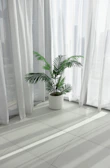 a potted plant sitting in front of a window