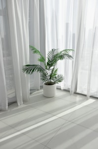 a potted plant sitting in front of a window