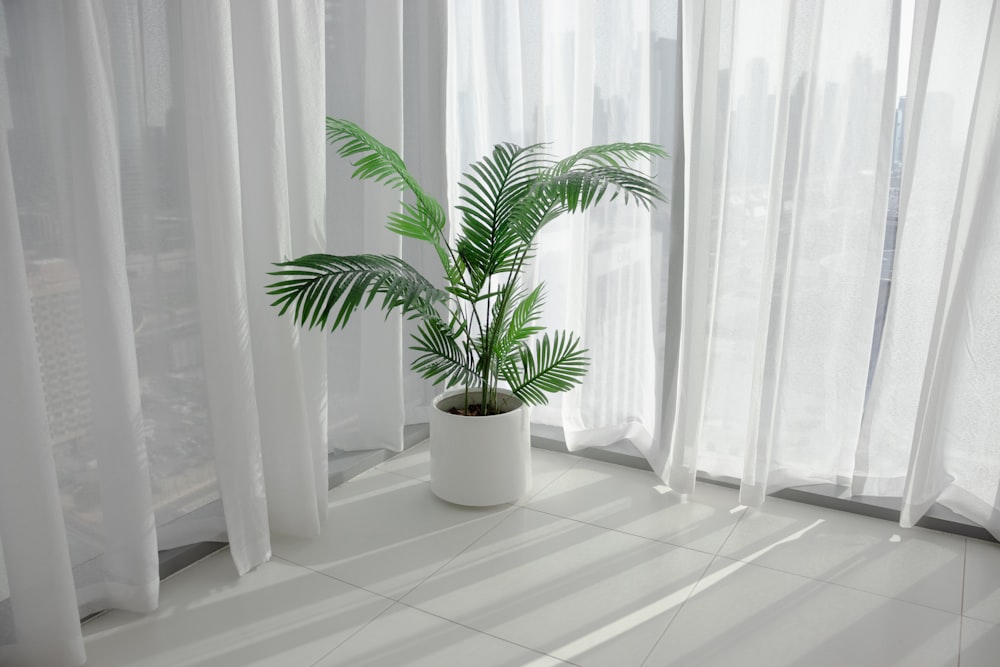 a potted plant sitting in front of a window