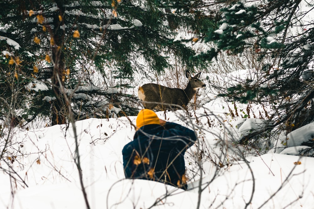a person kneeling in the snow looking at a deer