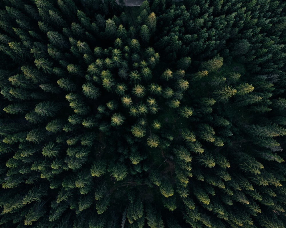 an aerial view of a forest with lots of trees