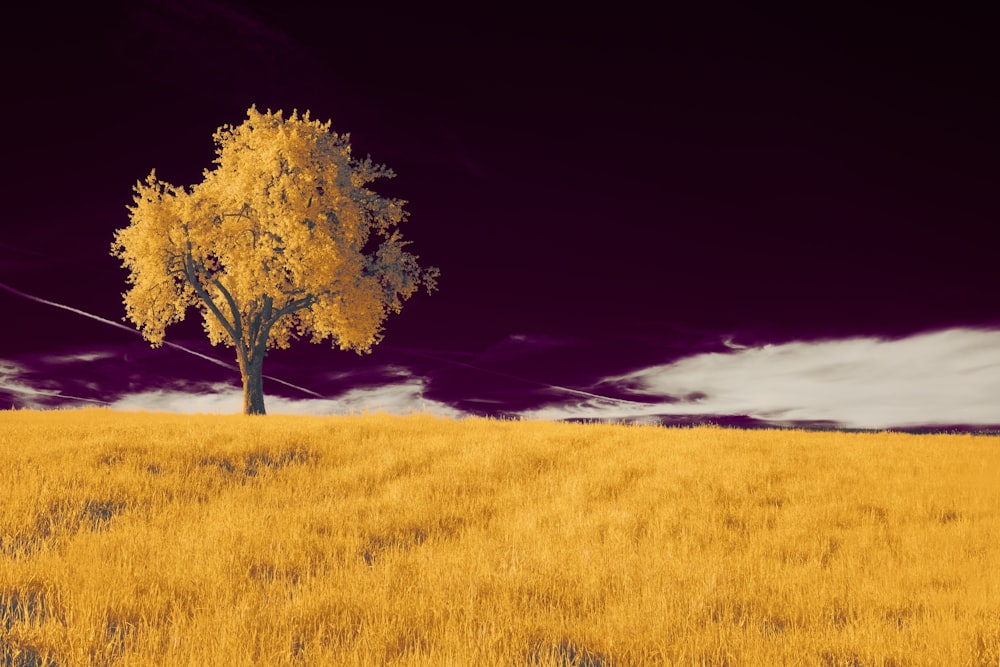 Ein Baum auf einem Feld mit einem violetten Himmel im Hintergrund