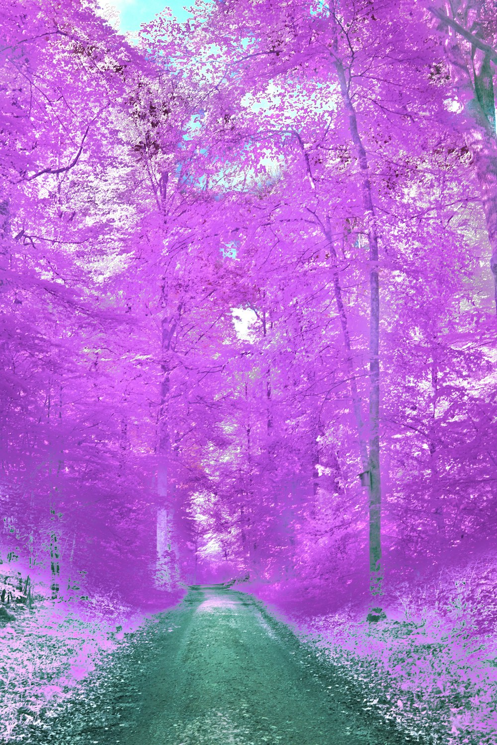 a road in the middle of a purple forest