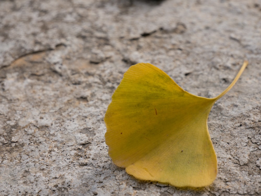 a yellow leaf laying on the ground