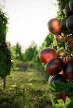 Close-up of ripe purple grapes hanging on a vine in soft morning light.
