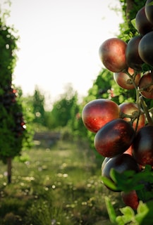 A close-up of ripe, dark purple grapes hanging from a vine. The background is lush and green with soft sunlight creating a bokeh effect, suggesting a vineyard setting in a serene and natural environment.
