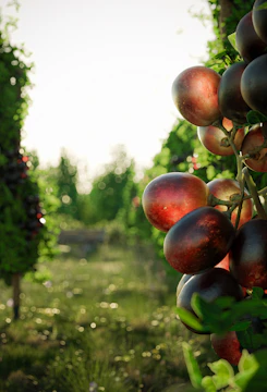 Close-up of deep purple grapes hanging on a vine under soft natural light.